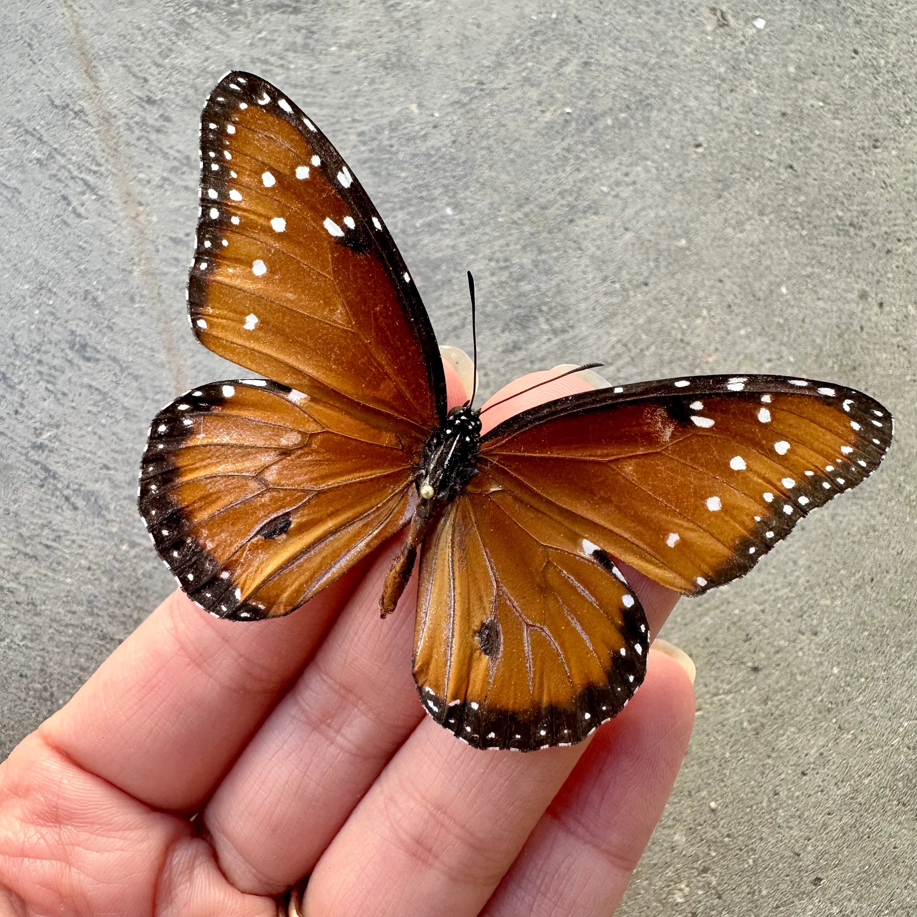 Queen Butterfly 'Danaus gilippus'