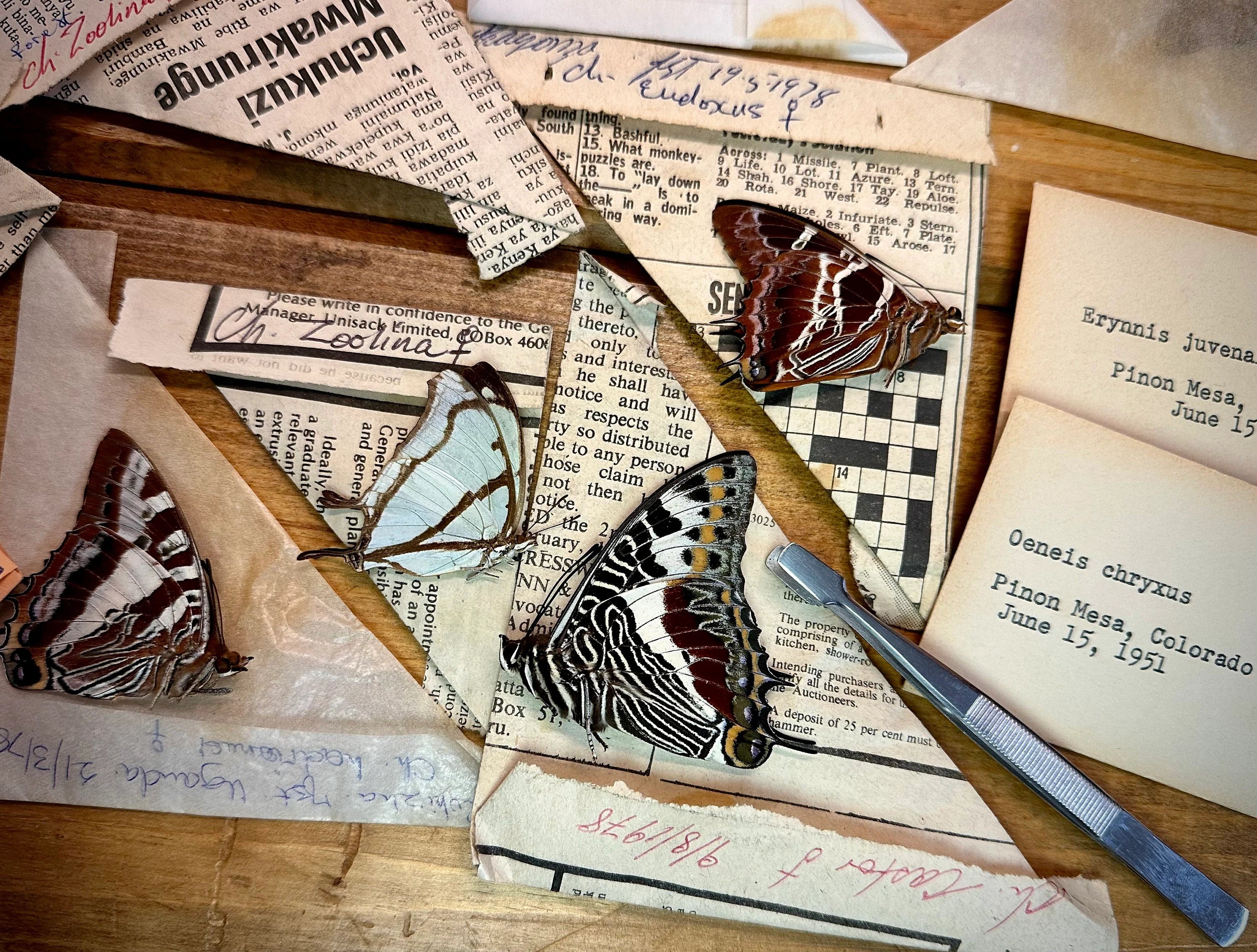 Mixed Lot of REAL VINTAGE Butterflies