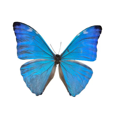 Morpho adonis REAL Blue Morpho Butterfly