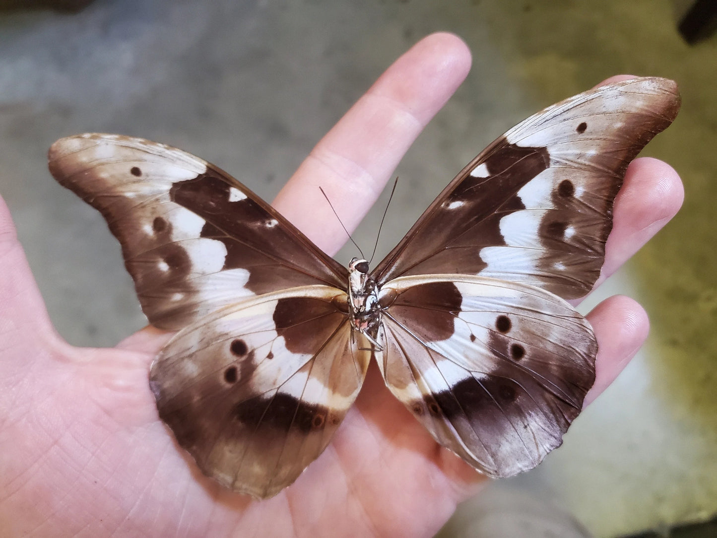 REAL Brilliant Blue Morpho rhetenor helena Butterfly, unspread