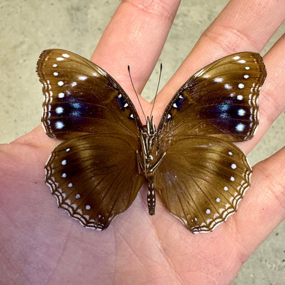 Blue Banded Butterfly 'Hypolimnas alimena' Butterfly