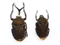 BIG African Beetle 'Mecynorhina harrisi' MALE + FEMALE Pair