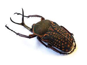 BIG African Beetle 'Mecynorhina harrisi' MALE + FEMALE Pair