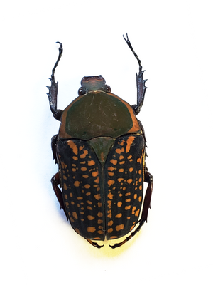 BIG African Beetle 'Mecynorhina harrisi' MALE + FEMALE Pair