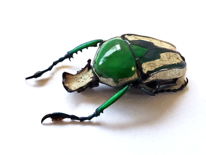 Ranzania splendens, Real African Green and White Beetle