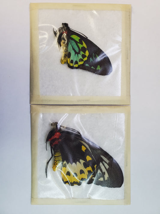 TOP RARITY! Ornithoptera priamus richmondia PAIR