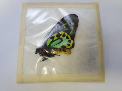 TOP RARITY! Ornithoptera priamus richmondia PAIR