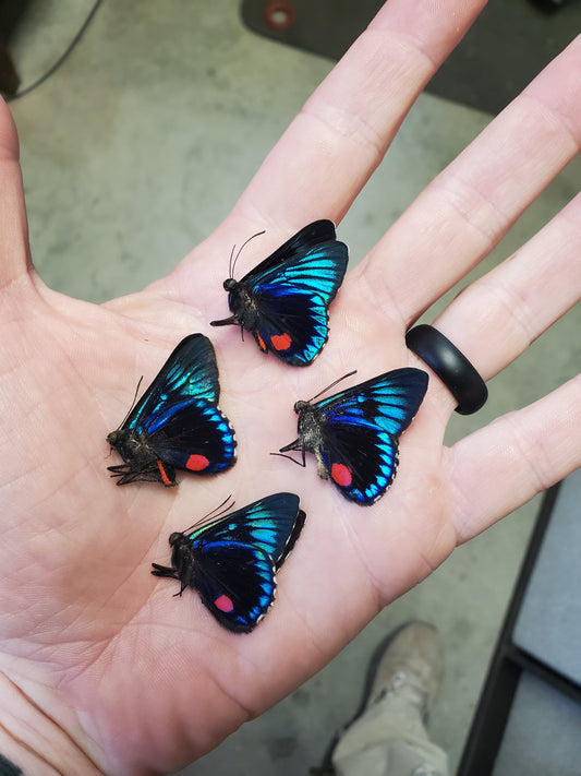 Necyria Butterfly species