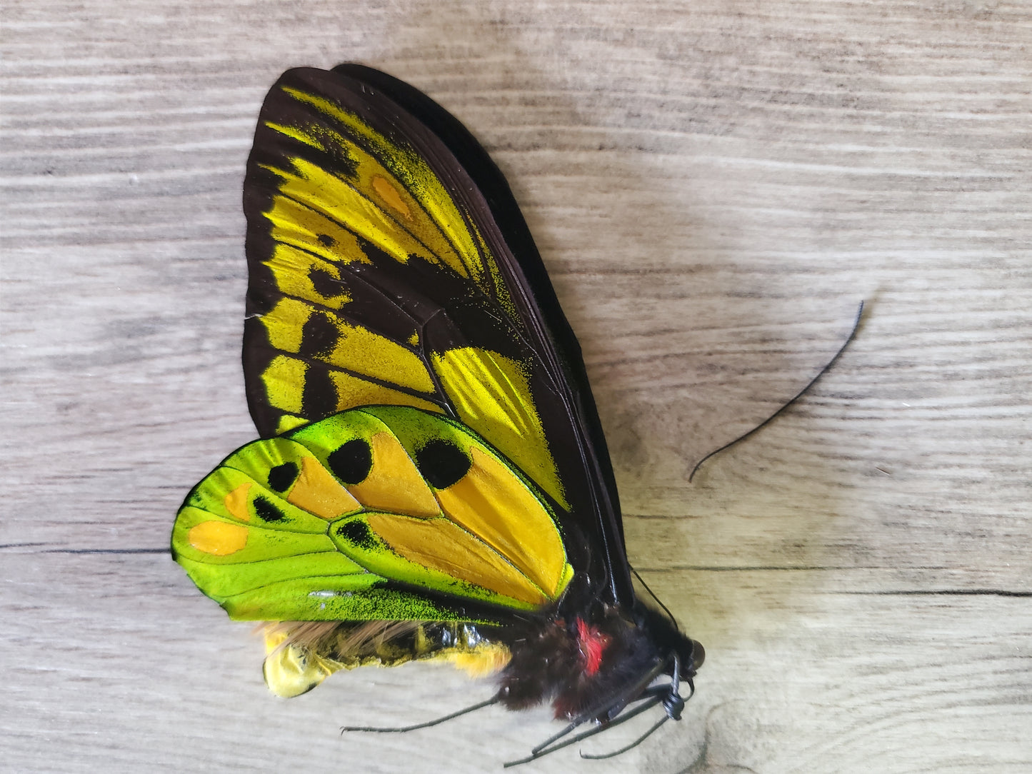 RARE! Birdwing Butterfly! 'Ornithoptera tithonus misresiana' Male and Female Pair, Ships from USA!