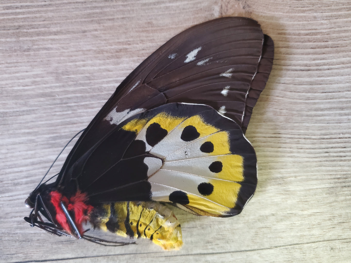 RARE! Birdwing Butterfly! 'Ornithoptera tithonus misresiana' Male and Female Pair, Ships from USA!