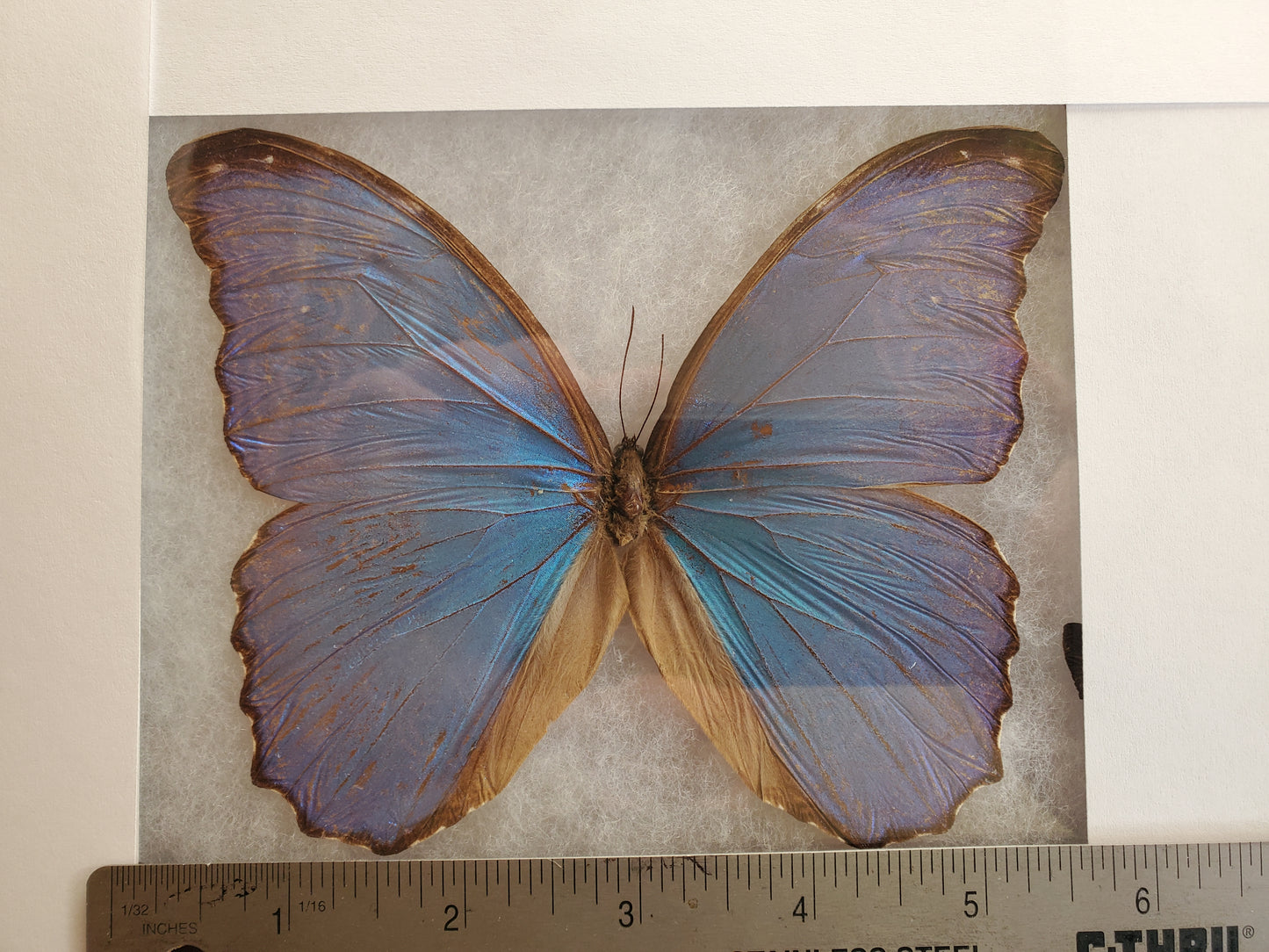 Spread Blue Morpho didius A- Lot 036