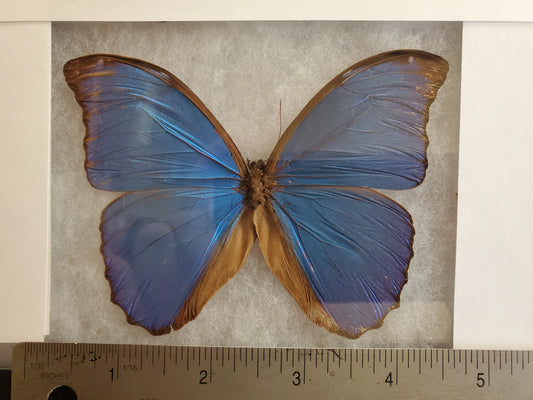 Spread Blue Morpho menelaus A- Lot 037