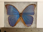 Spread Blue Morpho menelaus A- Lot 037