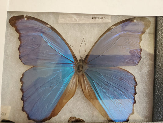 Spread Blue Morpho didius A- Lot 038