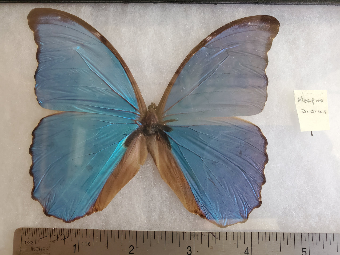 Spread Blue Morpho didius A1- Lot 039