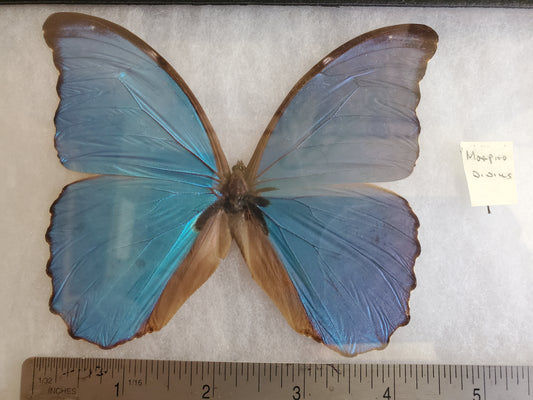 Spread Blue Morpho didius A1- Lot 039