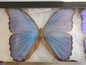 Spread Blue Morpho didius A- Lot 041