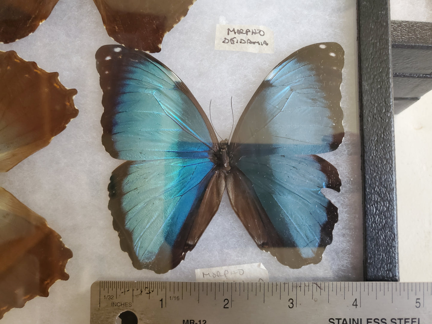 Spread Blue Morpho deidamia A2 Lot 042