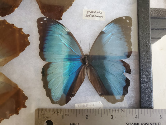 Spread Blue Morpho deidamia A2 Lot 042