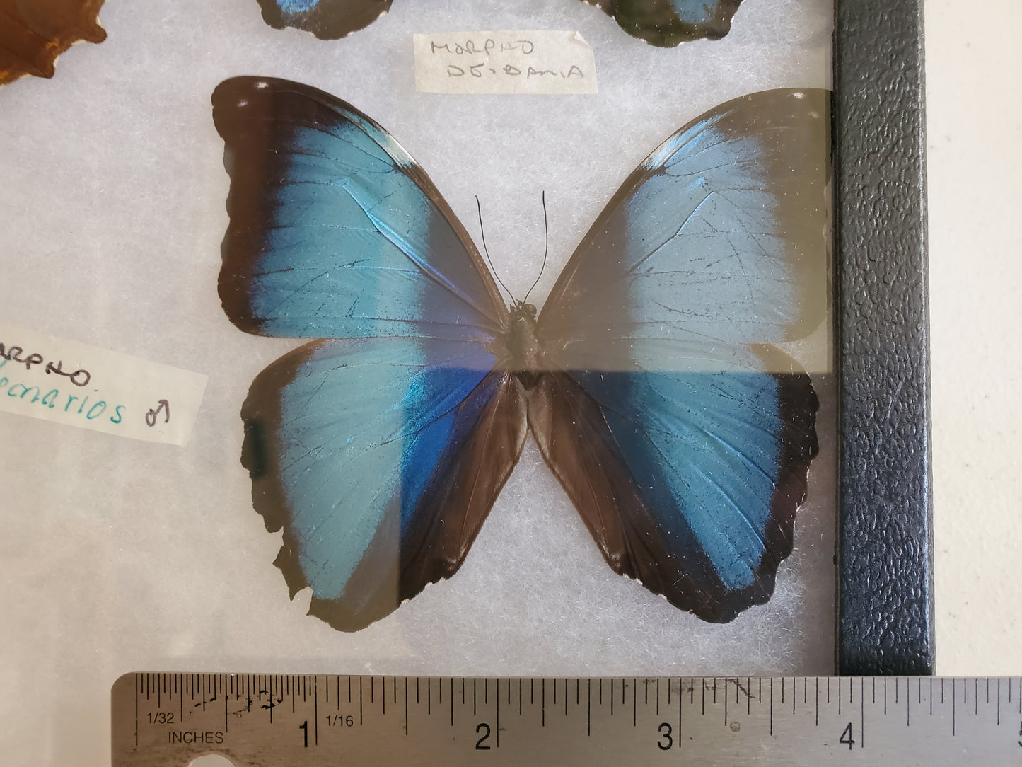 Spread Blue Morpho deidamia A2 Lot 043