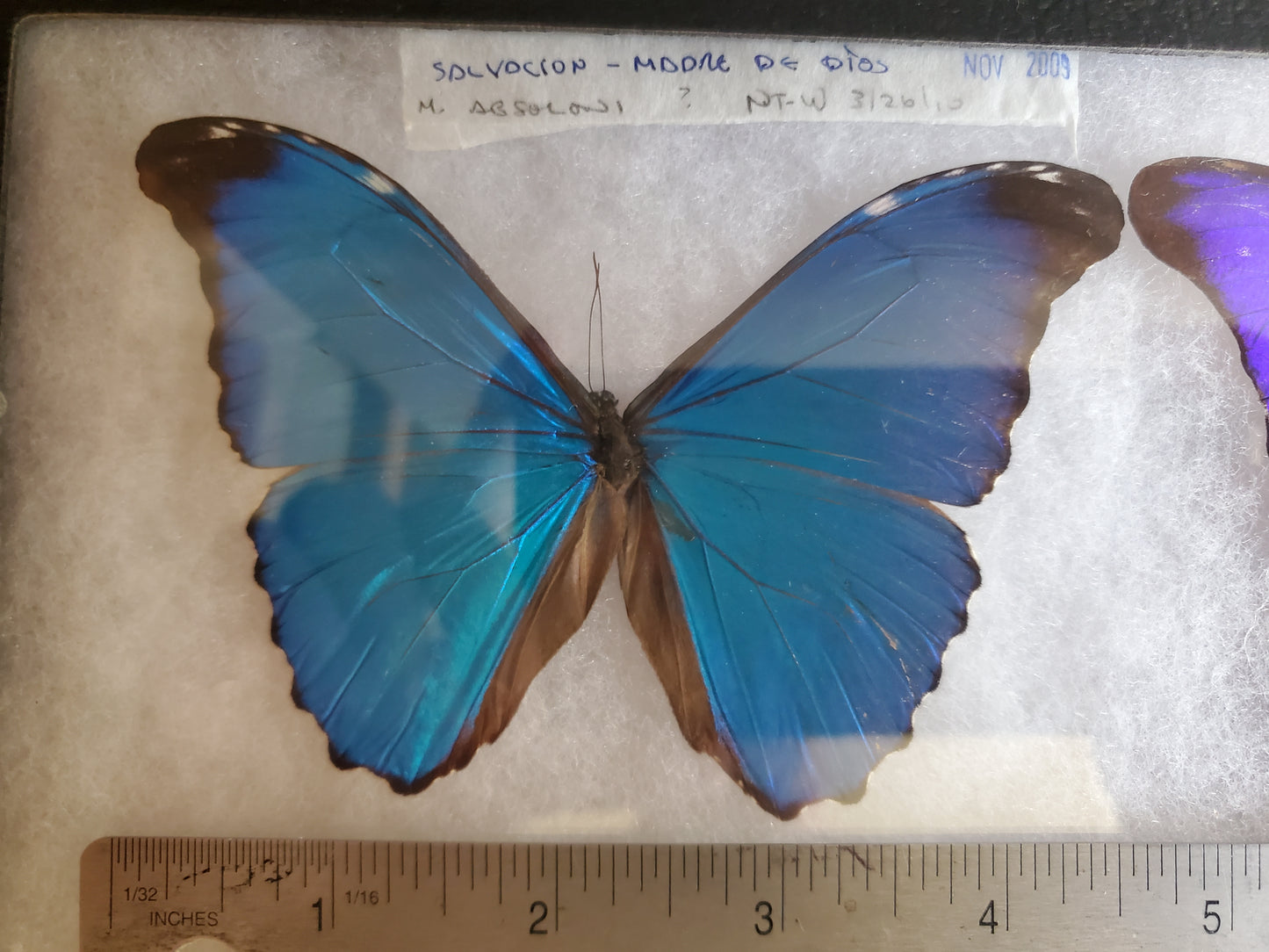 Spread Blue Morpho absoloni A2 Lot 044