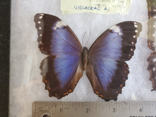 Spread Purple Blue Morpho violacea A1- Lot 045