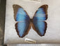 Spread Blue Morpho deidamia A2 Lot 049