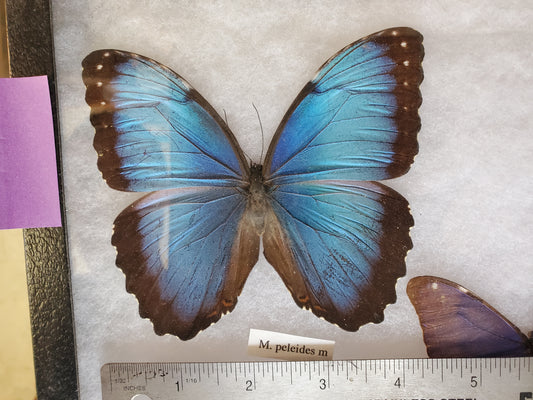 Spread Blue Morpho peleides A2 Lot 050