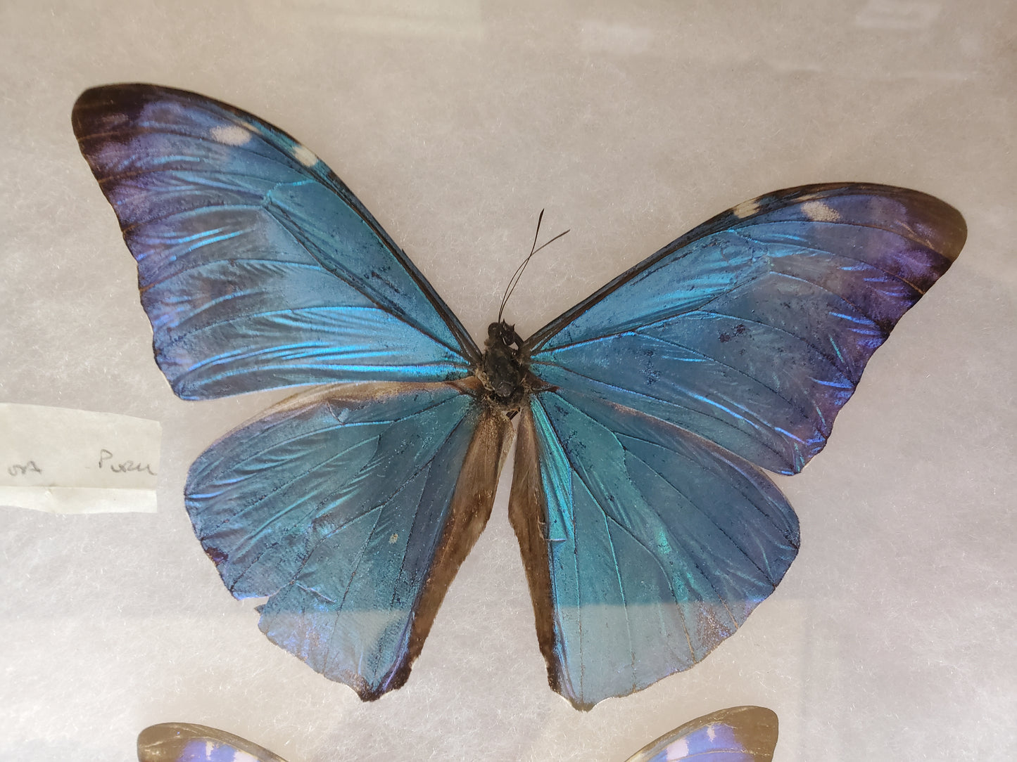 Spread blue Morpho marcus (gigantor?) A2 Lot 053