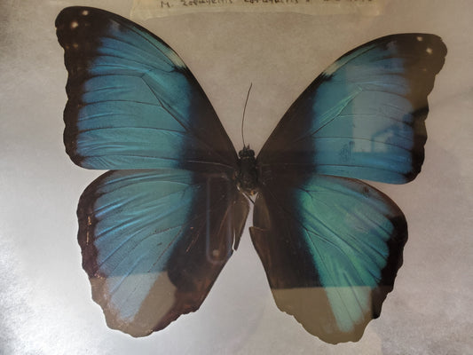 Spread blue Morpho helenor A1- Lot 054