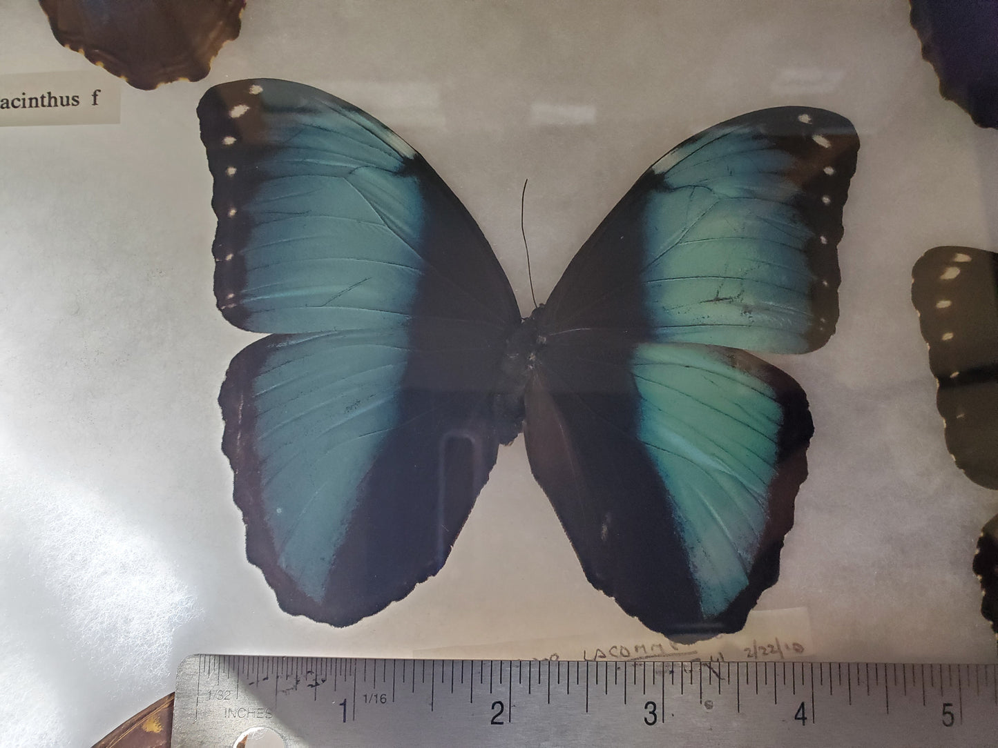 Spread blue Morpho helenor A1- Lot 055