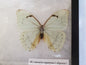 Spread white Morpho catenarius FEMALE A- Lot 056