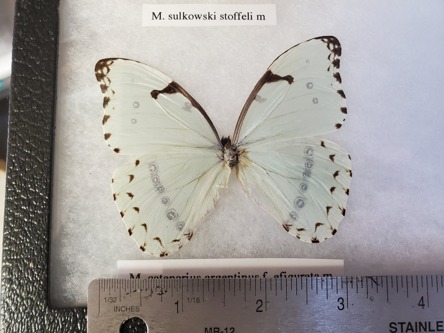 Spread white Morpho catenarius male A- Lot 057