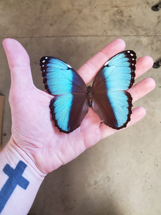 Spread blue Morpho deidamia erica male