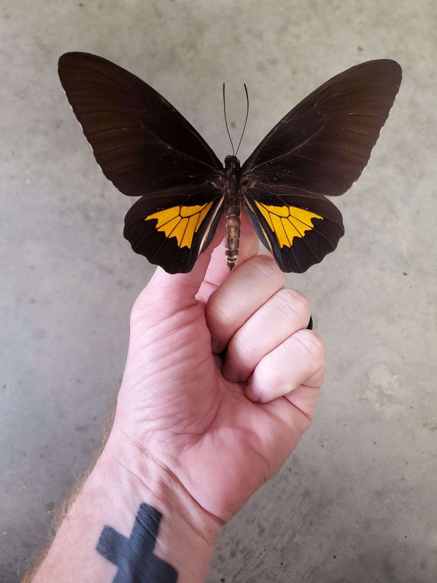 Spread birdwing Troides oblongomaculatus male