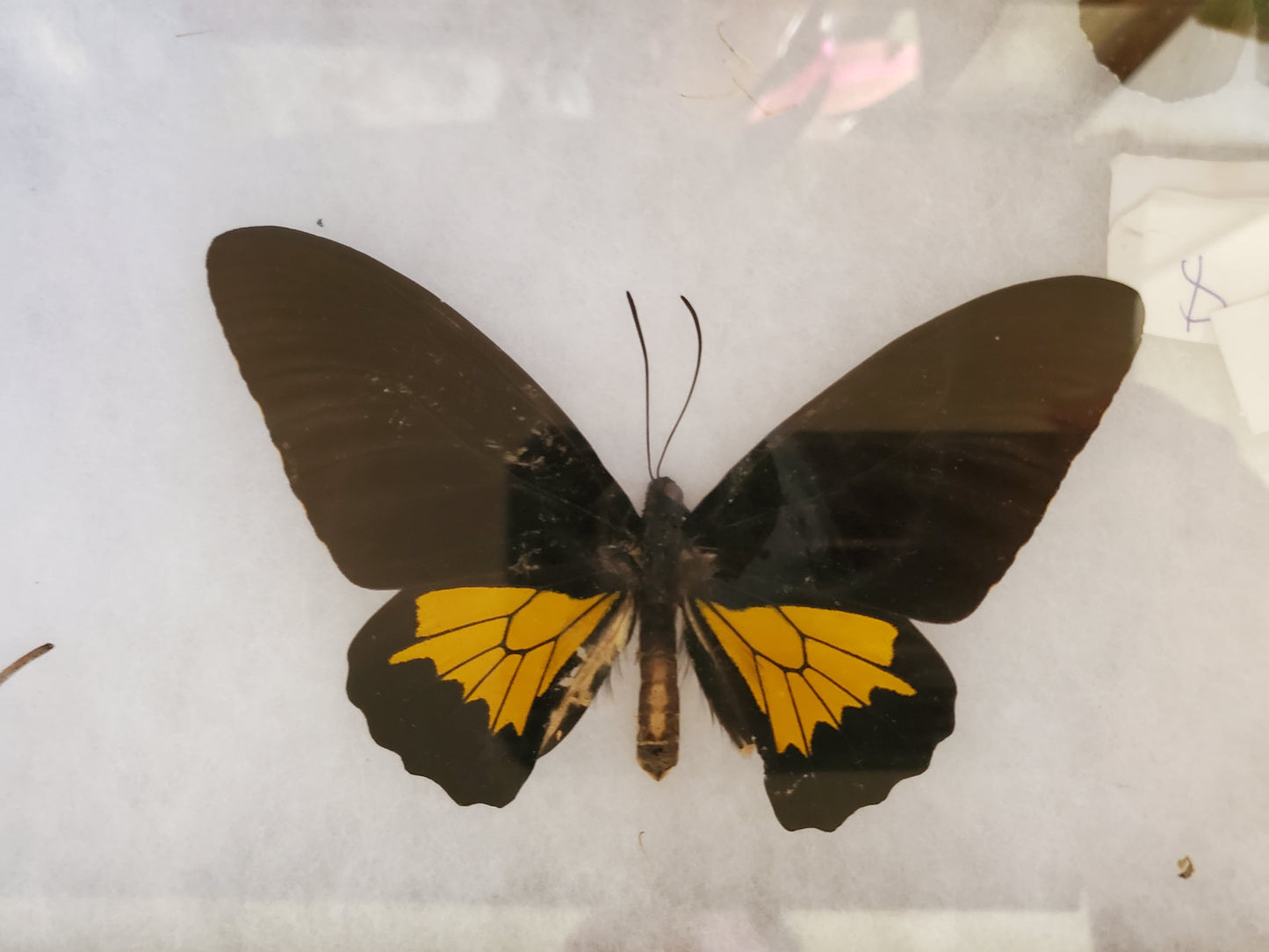 Spread birdwing Troides oblongomaculatus male lot 058