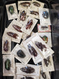 Small mixed beetles, (under 1"), mixed species, lot 063