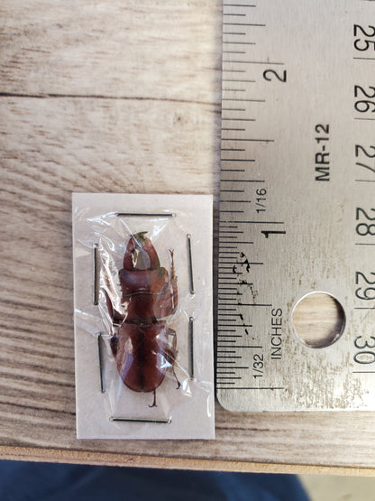 Small mixed beetles, (under 1"), mixed species, lot 063