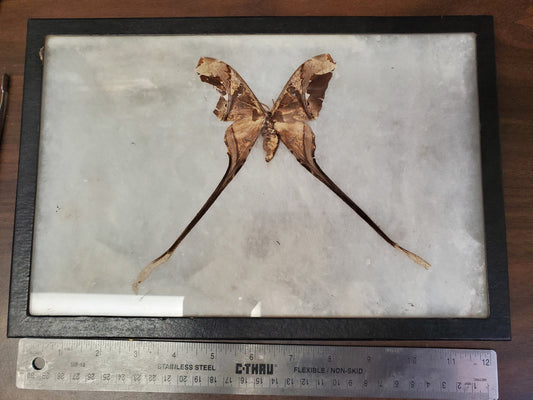 Vintage framed Copiopteryx semiramus moth, male riker mount