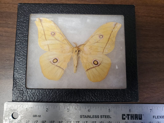 Vintage framed Dione spp. Imperial moth,  riker mount