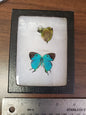 Vintage framed Hairstreaks, Thecla imperialis,  riker mount