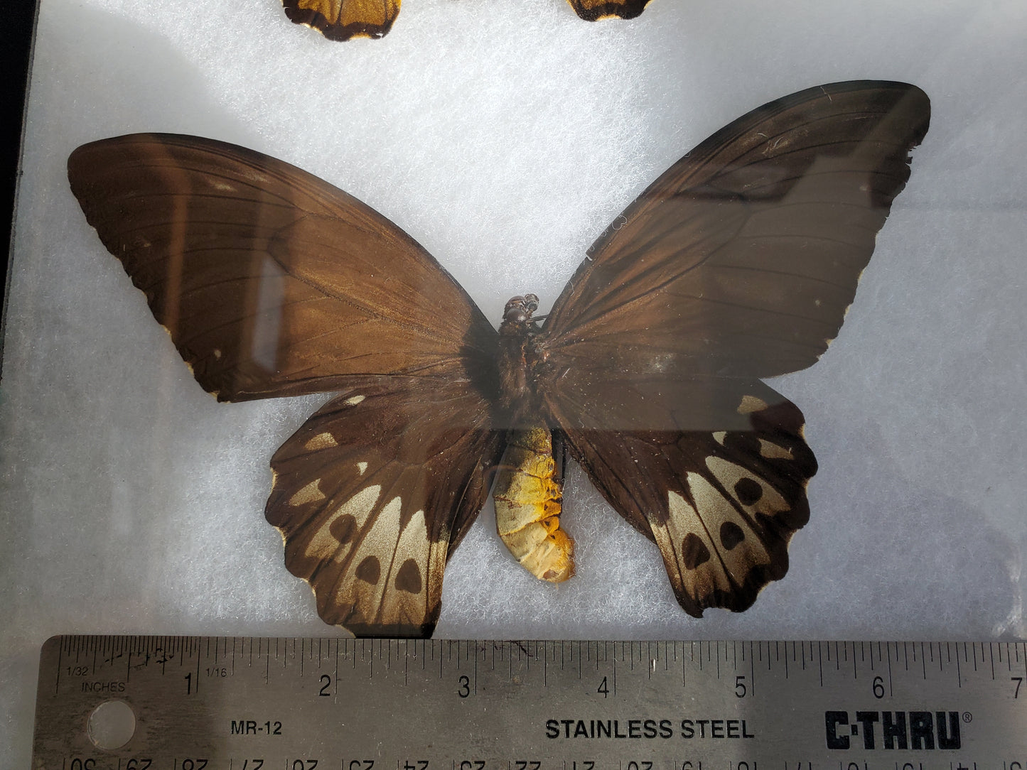 Spread birdwing, Ornithoptera priamus poseidon, female, A2 Lot 207