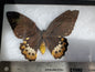 Spread birdwing, Ornithoptera priamus poseidon, female, A2 Lot 208