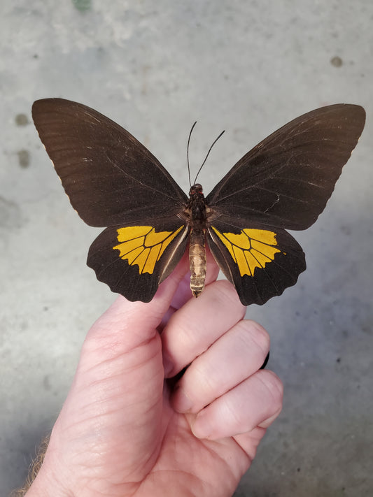 Spread birdwing, troides helena, male, A1- Lot 209