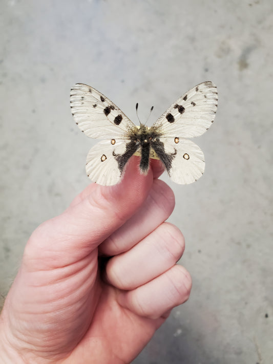 Spread parnassius smintheus, male, A1 Lot 210