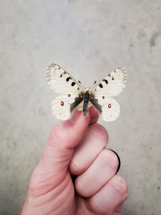 Spread parnassius smintheus, male, A1 Lot 211