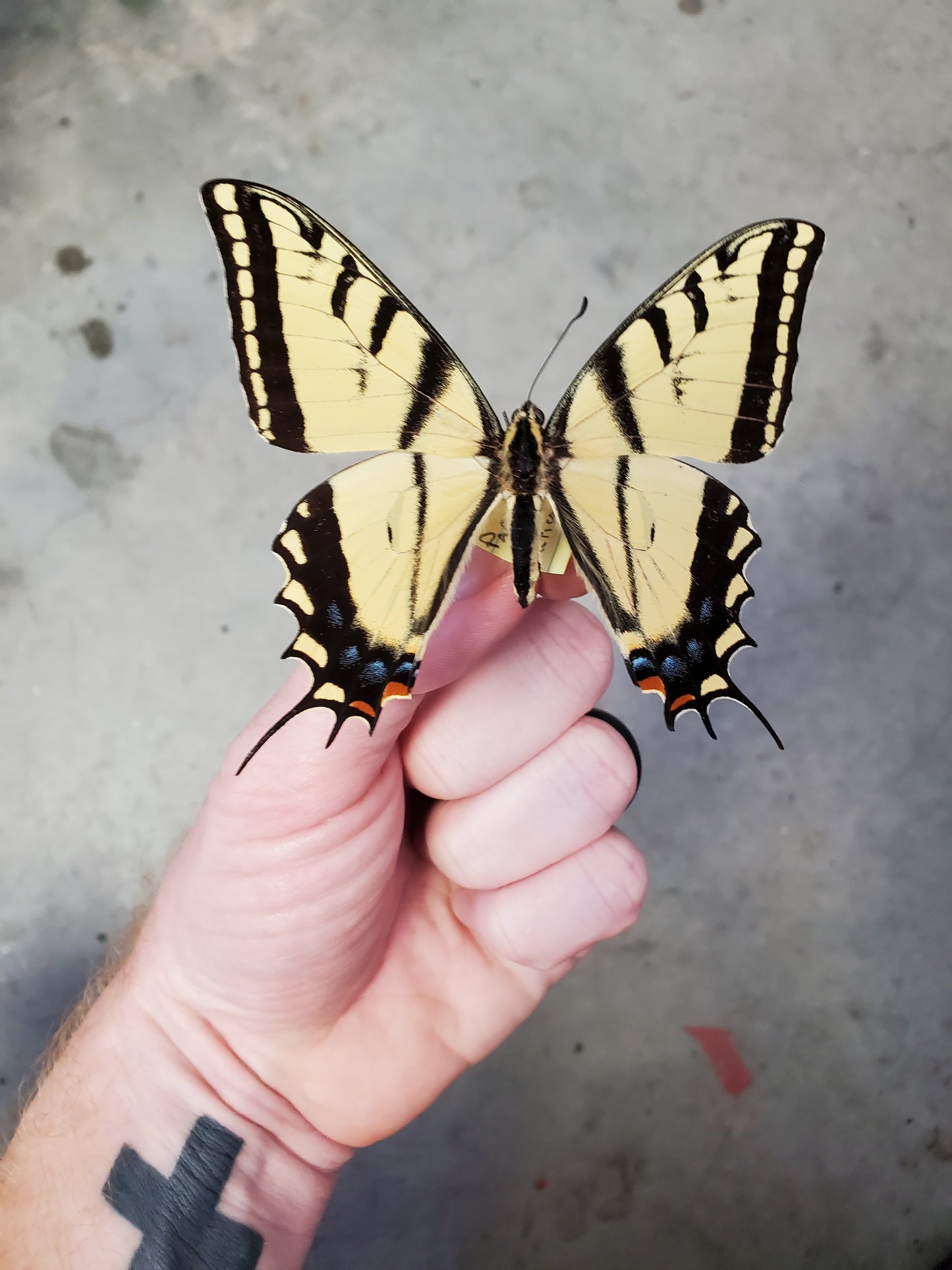 Spread Papilio multicaudata swallowtail,  Lot 212