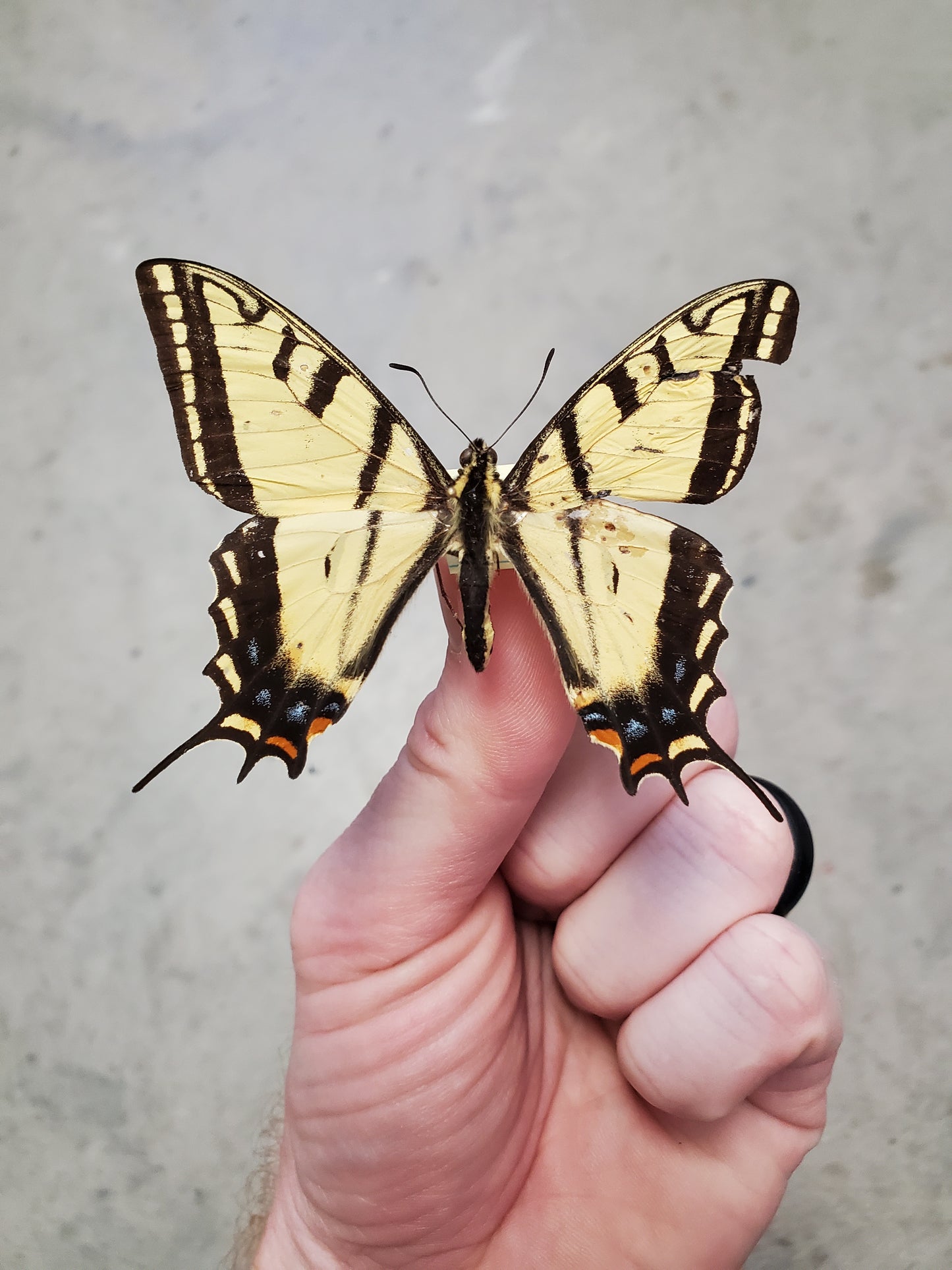 Spread Papilio multicaudata swallowtail, A2,  Lot 213