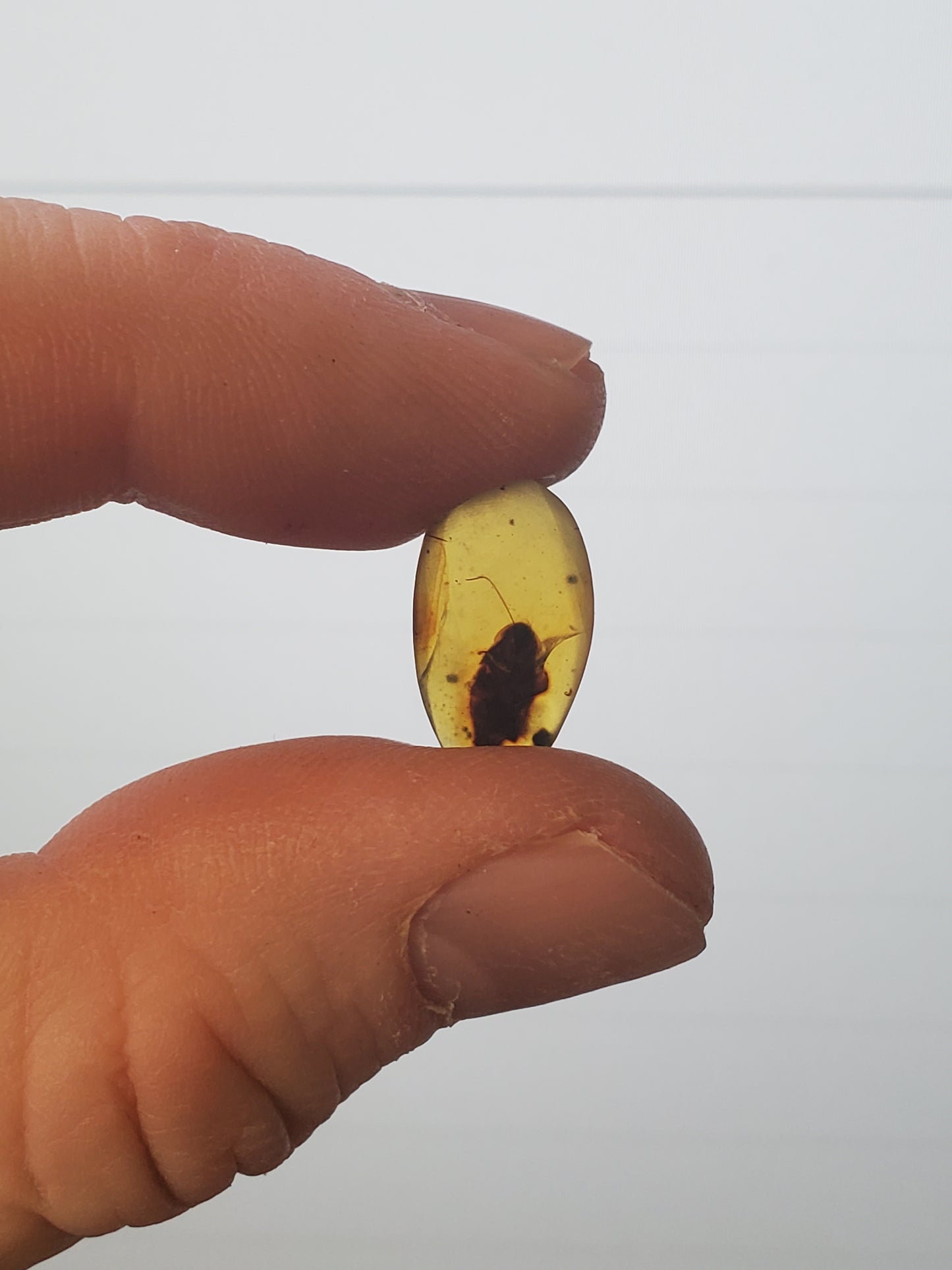 REAL Fossil Amber with Insect Specimens!