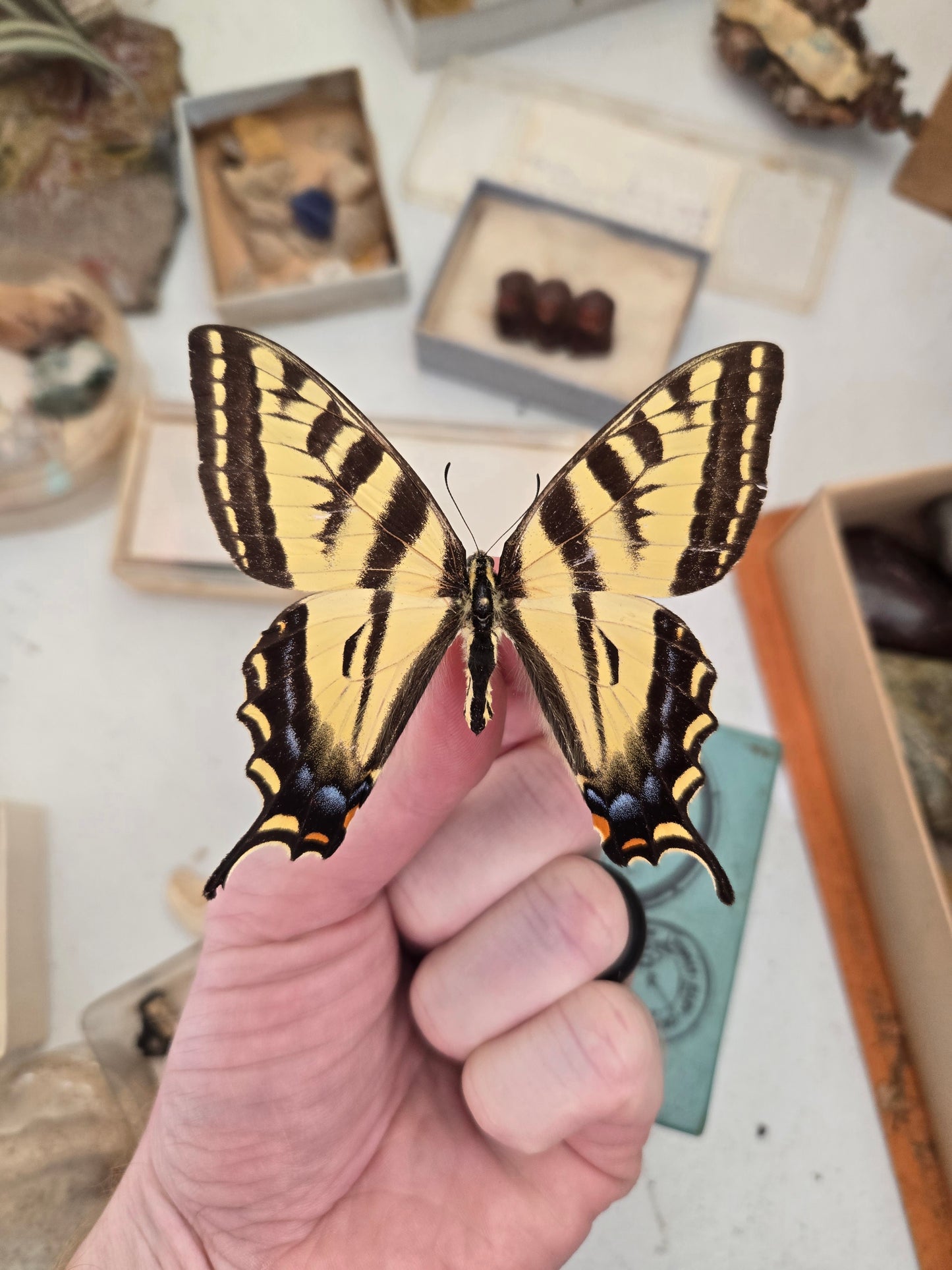 Tiger Swallowtail 'Papilio glaucus', SPREAD or UNSPREAD